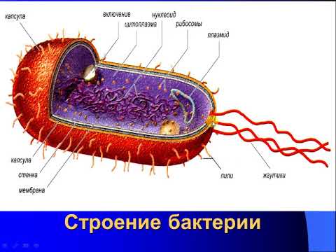 Видео: Бактерии (строение, размножение, типы питания)