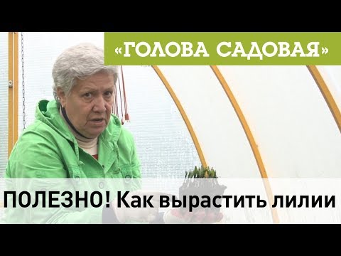 Видео: Голова садовая - ПОЛЕЗНО! Как вырастить лилии