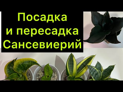 Видео: Посадка и пересадка Сансевиерий / авторский метод очистки Корней от грунта 😂😂😂￼  #сансевиерия ￼￼