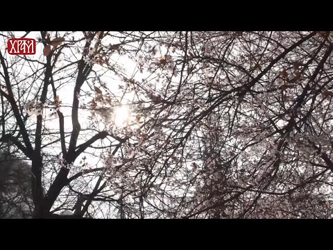 Видео: Одговор духовника - О сновима