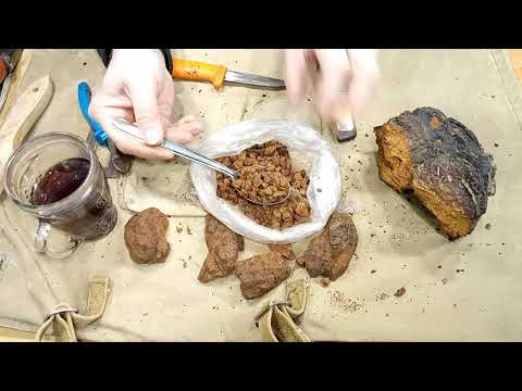 Видео: Обработка чаги (когда принесли домой).