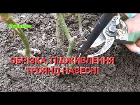 Видео: ОБРІЗКА та ПІДЖИВЛЕННЯ ТРОЯНД навесні