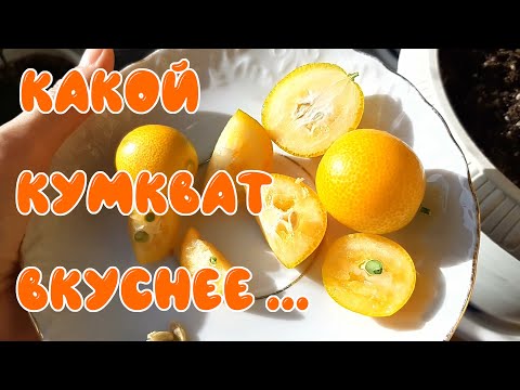 Видео: Какой кумкват вкуснее.  Кумкват Мейва.  Кумкват Тондо.