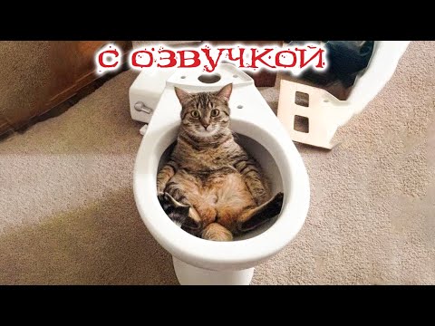 Видео: Приколы с котами с озвучкой! Смешные коты! Смешные животные! Смешные видео!