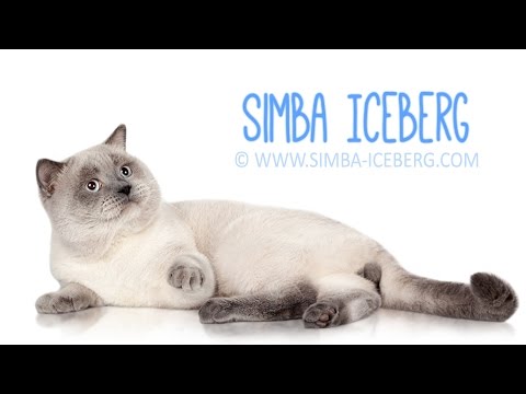 Видео: Скоттиш-страйт блю поинт Simba Iceberg | Кот на международной выставке кошек (WCF)