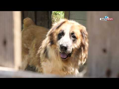 Видео: Как хотел за домашни любимци се превръща в спасителна мисия за четириноги ангели