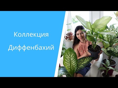 Видео: 4 сорта Диффенбахий: уход после покупки и прирост за два месяца🌱