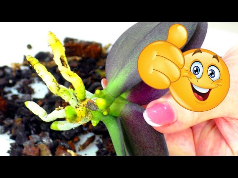 Видео: Не выбрасывайте погибшую орхидею. Она вырастила новую орхидею-Детку!