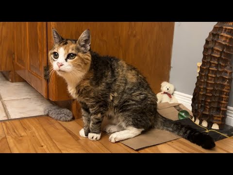 Видео: 🔉Любимая вещь мисс Маффи 😸 и её гигантские братья и сёстры