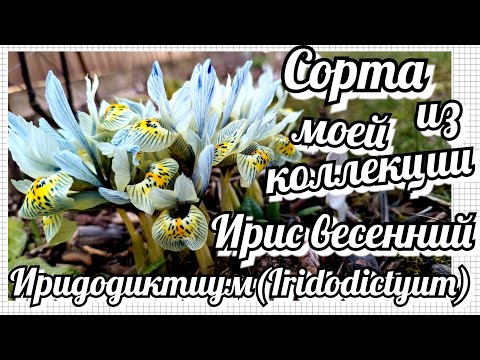 Видео: Самый ранний весенний луковичный ирис/ Ирис сетчатый /Иридодиктиум/ Описание, сорта и уход. Часть 1