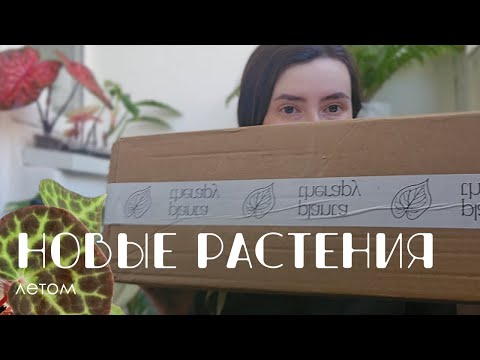 Видео: Новинки в коллекции комнатных растений: бегонии, ардизии, орхидеи, антуриумы.
