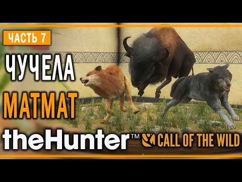 Видео: theHunter Call of the Wild #7 🐺 - Дерзкий Бизон - Кoмпозиции из Чучeл