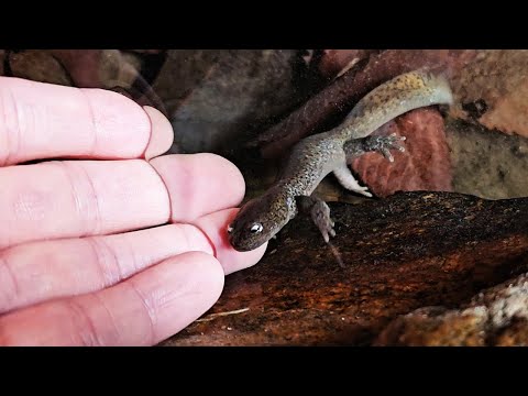 Видео: Саламандра бежит к моей руке, как щенок. Это действительно потрясающе!