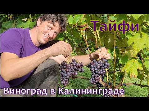 Видео: Тайфи. Обзор сорта. Виноград в Калининграде