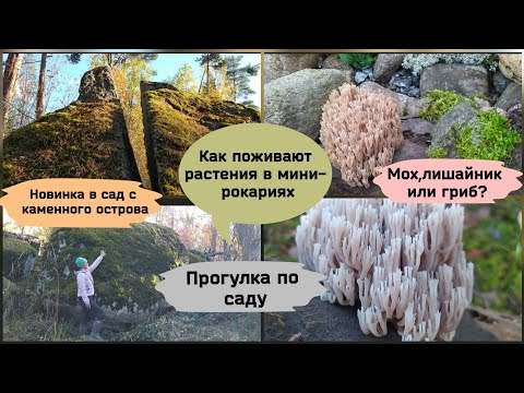 Видео: Прогулка по саду.Как поживают почвопокровные растения в мини-рокарии.