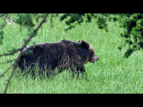 Видео: Започна събирането на ДНК проби от кафява мечка в Родопите