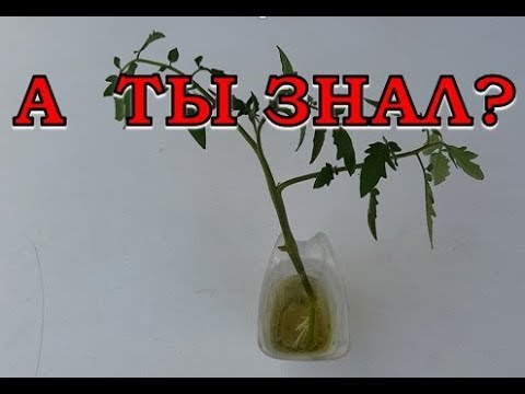 Видео: Выращиваем ПОМИДОРЫ из пасынков🍅🍅🍅