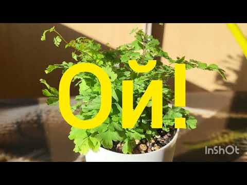 Видео: Обзор коллекции адиантумов. Венерин волос. 12.09.2023.