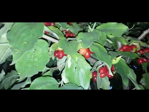Видео: Кизил, разные сорта. 10.09.2022