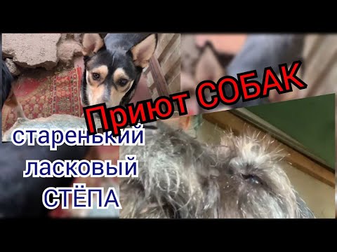 Видео: #приютдлясобак  Ласковый старенький Стёпа