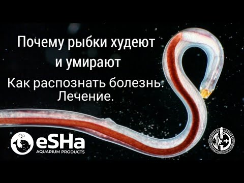 Видео: Глисты у аквариумных рыбок. Как распознать и лечить болезнь? Видео 8.