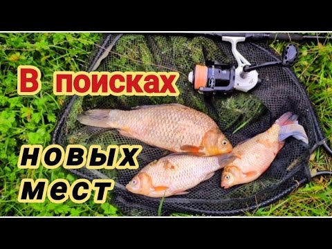 Видео: Караси вместо кефали 