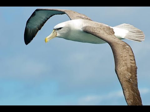Видео: 💎 Реакция на ALBATROSS - Russian Girl 🇷🇺💎