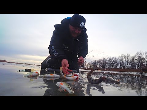 Видео: РЫБАЛКА ПО ПЕРВОМУ ЛЬДУ. ОЧЕНЬ ОПАСНО, НО ТАК МАНИТ. Первый лёд на нижней Волге.