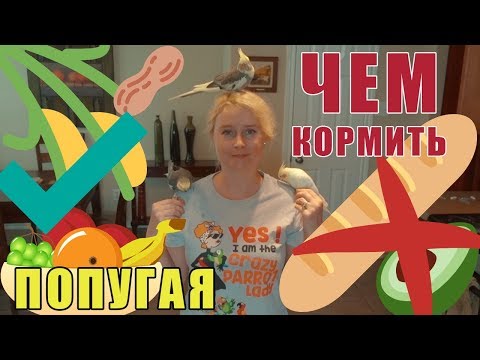 Видео: ЧЕМ КОРМИТЬ ПОПУГАЯ | КАКОЙ ЕДОЙ МОЖНО ПОДЕЛИТЬСЯ  | КАК ПРИУЧИТЬ ПОПУГАЯ ЕСТЬ ОВОЩИ И ФРУКТЫ