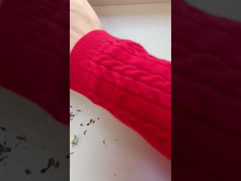 Видео: Как собрать семена у колеуса?  Это легко!