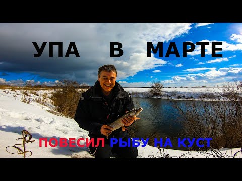 Видео: Упа в марте  Повесил рыбу на куст!!