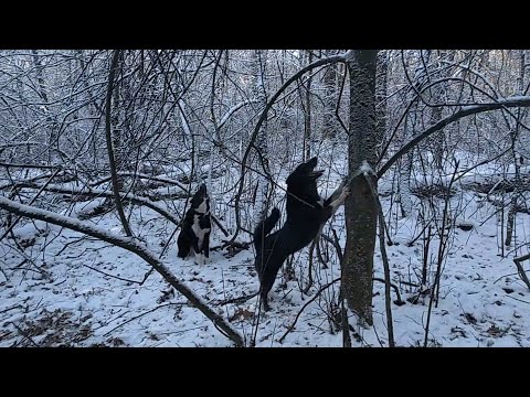 Видео: Охота на куницу с лайкой . На охоту , по снежку .