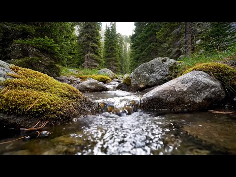 Видео: Речные поток и лесные птицы, щебежающие нежные природу звуки ASMR для сна и медитации | 3 часа