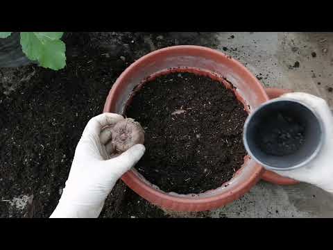 Видео: Аморфофаллус Коньяк: посадка клубней