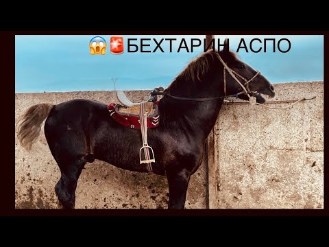 Видео: АСПБОЗОРИ ЛЕНИНСКИЙ РАЙОН 😱🚨БЕХТАРИН НАВОР СРОЧНО 📣🐴12:02:2025
