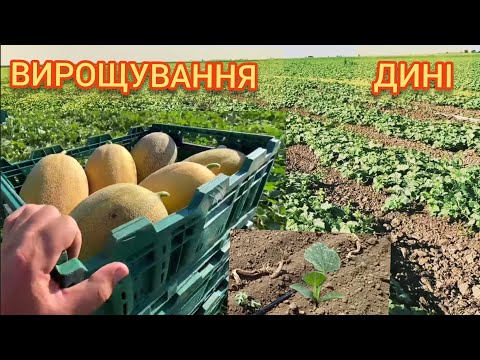 Видео: Вирощування Дині відкритий грунт прямим посівом.