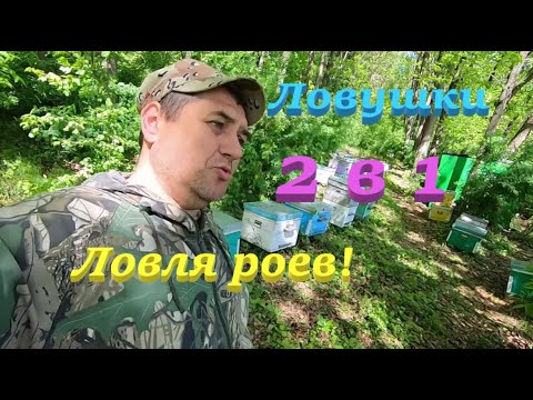 Видео: ✅ Секреты ЛОВЛЯ РОЕВ где ставить ловушки! 1 часть.#пчеловодство1