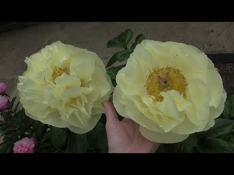 Видео: Наши пионы!   Цветы для души....)