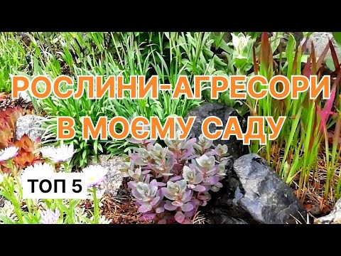 Видео: ТОП 5 Найагресивніші багаторічники мого саду
