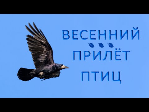 Видео: Какие перелётные птицы прилетают весной?