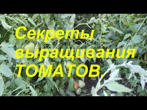 Видео: Мои секреты выращивания томатов.