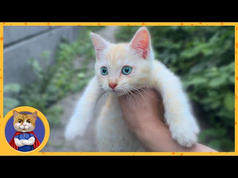 Видео: Спасение котёнка - Персика. Он кричал под балконом и лез на стену!