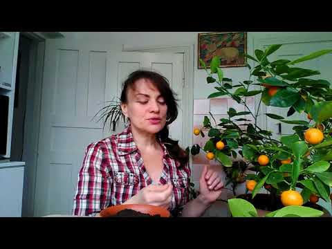 Видео: Комнатный мандарин (каламондин): уход и черенкование