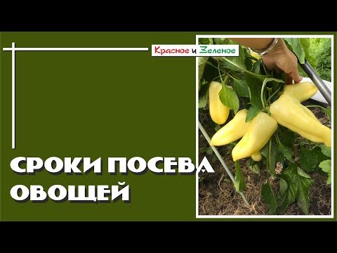 Видео: Сроки посева овощей