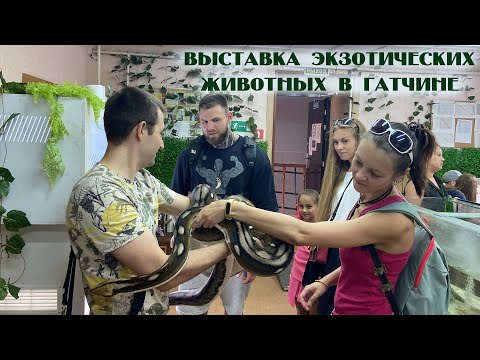 Видео: Выставка экзотических животных в Гатчине (Ленобласть)