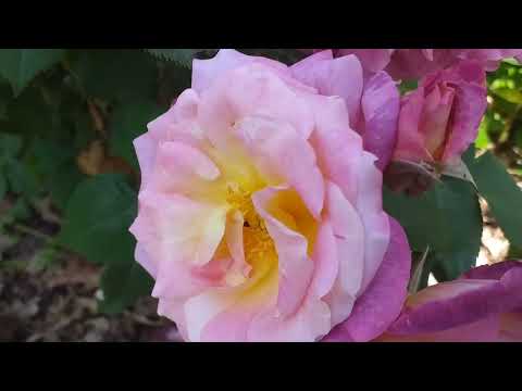 Видео: РОЗЫ с сильным ароматом Шесть сортов