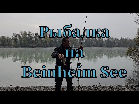 Видео: Активная рыбалка 🎣 на Bahnheim See клюнул лещ #рыбалка #angeln #fishing #pêche #pescado #see #лещ 