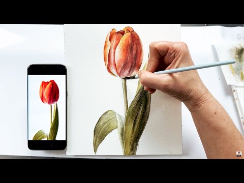 Видео: Как нарисовать Тюльпан акварелью. Пошаговый урок. /Tulip, step-by-step
