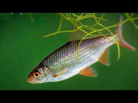 Видео: Речные рыбы в аквариуме (2 часть)