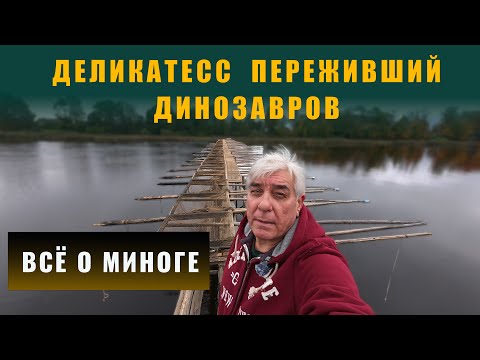 Видео: Древнее чудовище на тарелке. Минога как её ловят.